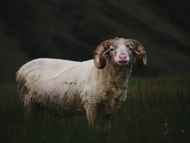 Berbeda dengan Kambing, Yuk Kenali Ciri-ciri Domba Di Sini